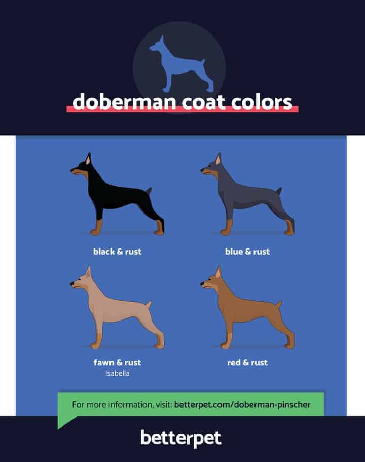 Doberman coat fashion type